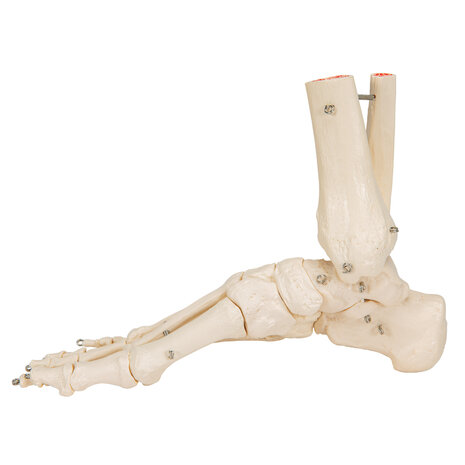 Anatomie model voetskelet