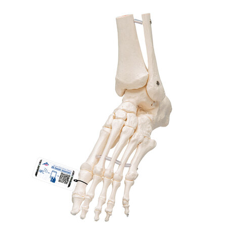 Anatomie model voetskelet, flexibel