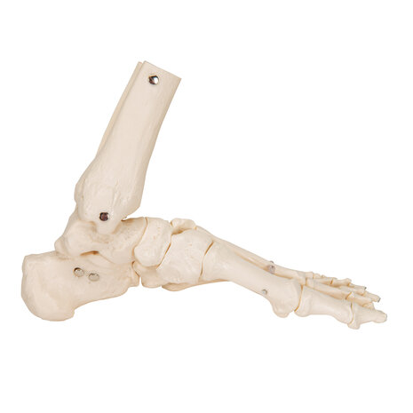 Anatomie model voetskelet, flexibel