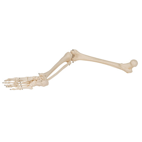 Anatomie model beenskelet