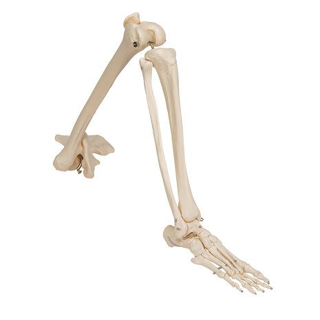 Anatomie model beenskelet en bekken