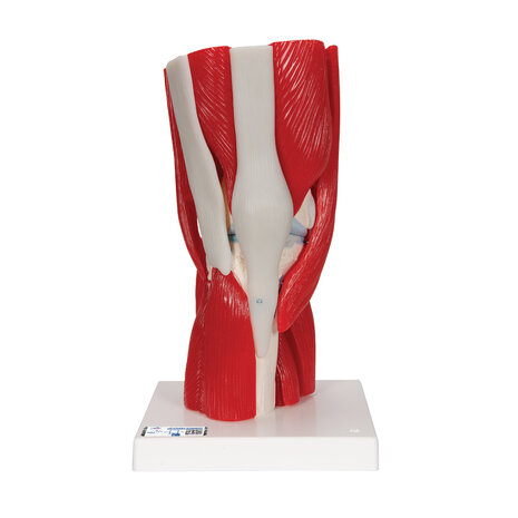 Anatomie model knie met spieren