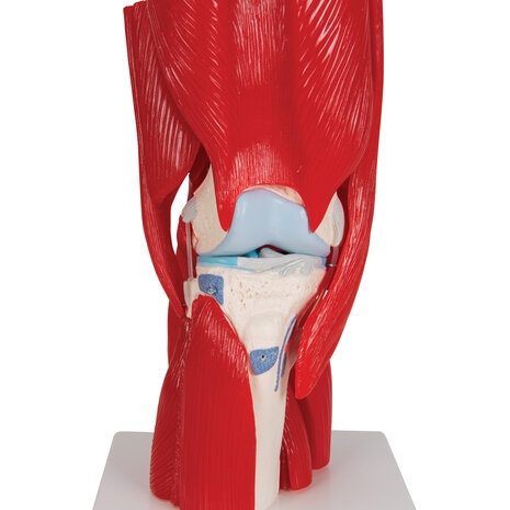 Anatomie model knie met spieren