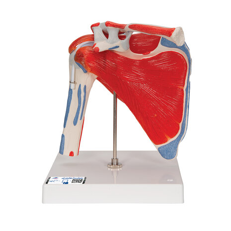 Anatomie model schouder met spieren