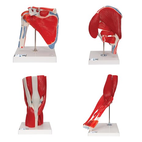 Anatomie model gewrichten met spieren (schouder, heup, knie, elleboog)