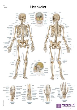 Anatomie poster skelet (Nederlands/Latijn, papier, 50x70 cm) + ophangsysteem