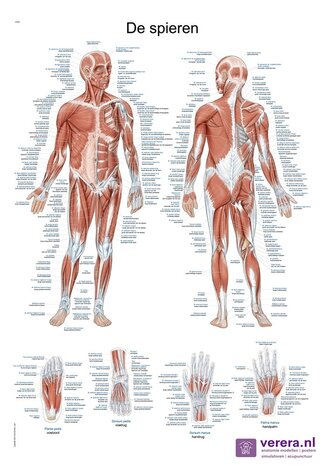 Anatomie poster spieren (Nederlands/Latijn, papier, 50x70 cm) + ophangsysteem