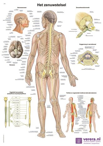 Anatomie poster zenuwstelsel (Nederlands/Latijn, papier, 50x70 cm) + ophangsysteem