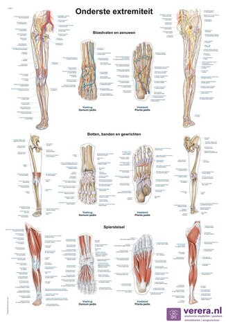 Anatomie poster onderste extremiteit (Nederlands/Latijn, papier, 50x70 cm)