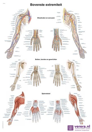 Anatomie poster bovenste extremiteit (Nederlands/Latijn, papier, 50x70 cm) + ophangsysteem