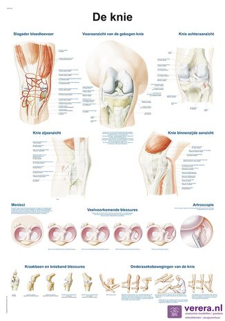 Anatomie poster kniegewricht (Nederlands/Latijn, papier, 50x70 cm)  + ophangsysteem