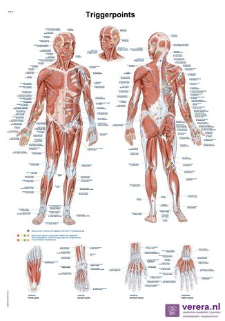 Anatomie poster triggerpoints (Nederlands/Latijn, papier, 50x70 cm) + ophangsysteem