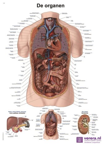 Anatomie poster organen (Nederlands/Latijn, papier, 50x70 cm)