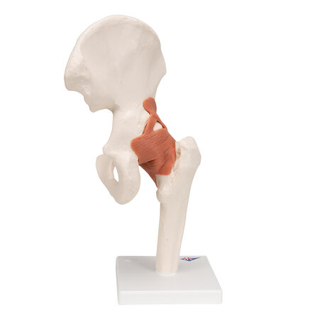 Anatomie model heup