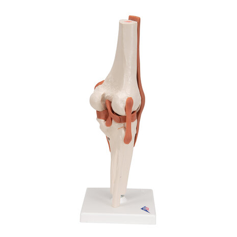 Anatomie model knie