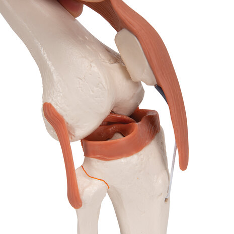 Anatomie model knie