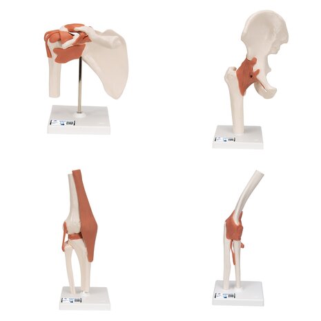 Anatomie model gewrichten (schouder, heup, knie, elleboog)