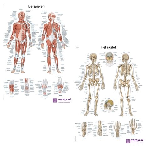 Anatomie posters spieren en skelet (Nederlands/Latijn, papier, 50x70 cm)