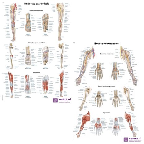 Anatomie posters bovenste en onderste extremiteit (Nederlands/Latijn, papier, 50x70 cm)