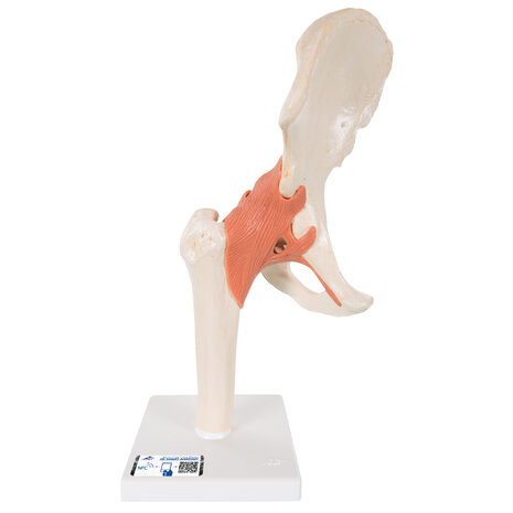 Anatomie model heup met kraakbeen