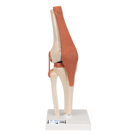 Anatomie model knie met kraakbeen