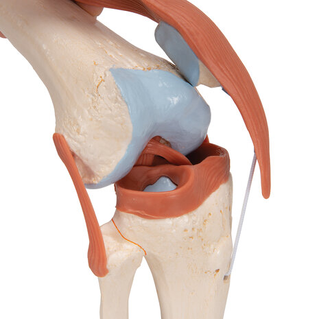 Anatomie model knie met kraakbeen