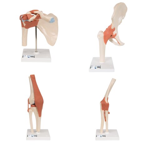 Anatomie model gewrichten met kraakbeen