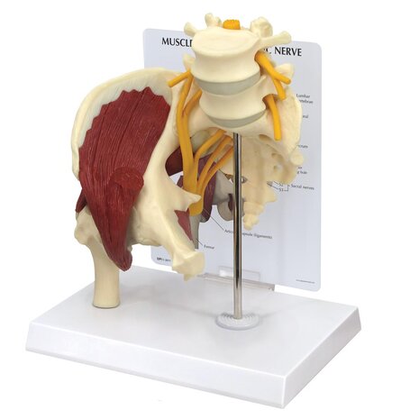 Anatomie model heup met heupzenuw (n. ischiadicus)