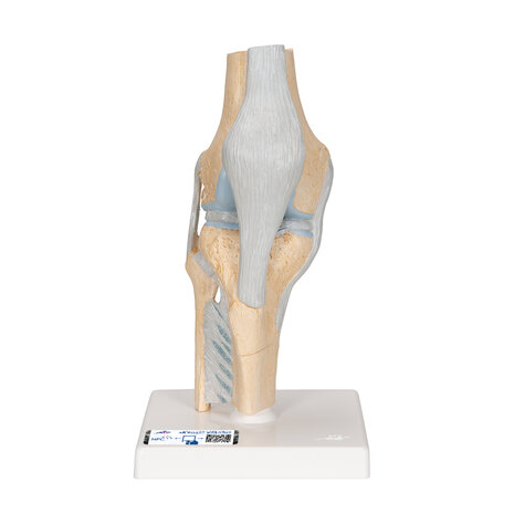 Anatomie model knie (3-delig, doorsnede)