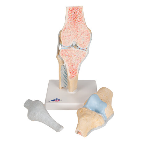 Anatomie model knie (3-delig, doorsnede)