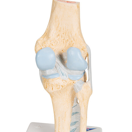 Anatomie model knie (3-delig, doorsnede)