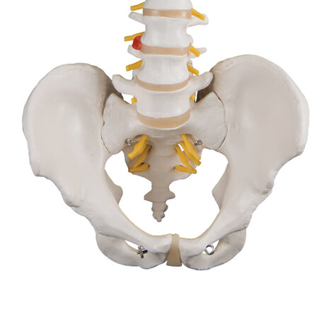 Anatomie model wervelkolom, 74 cm