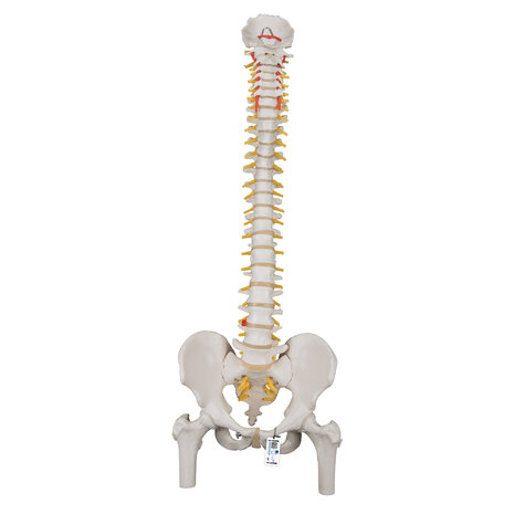 Anatomie model wervelkolom met femurkoppen, 83 cm