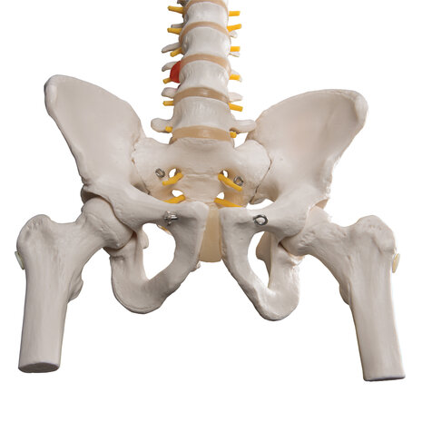 Anatomie model wervelkolom met femurkoppen, 83 cm