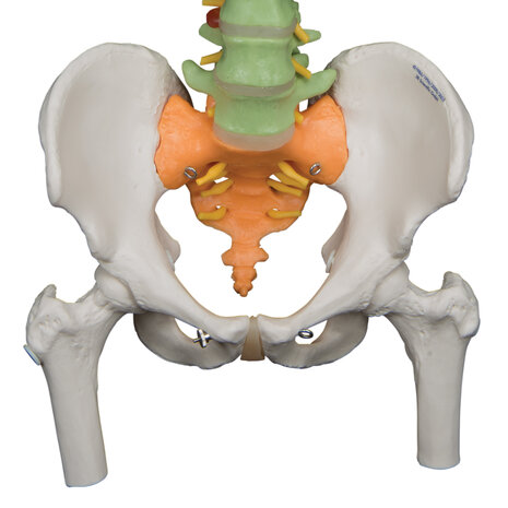 Anatomie model wervelkolom didactisch, 82 cm