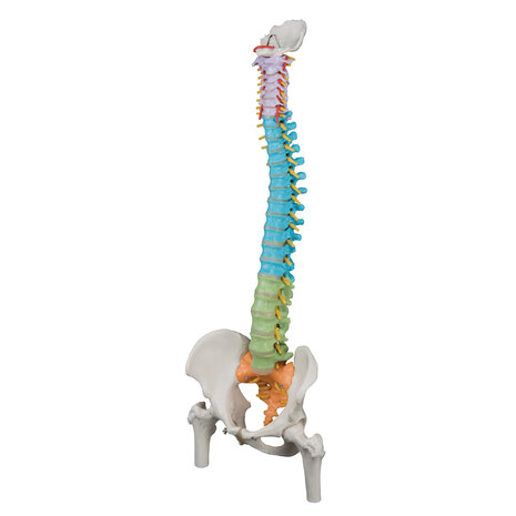 Anatomie model wervelkolom didactisch, 82 cm