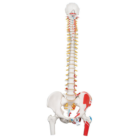 Anatomie model wervelkolom met spieren, 83 cm