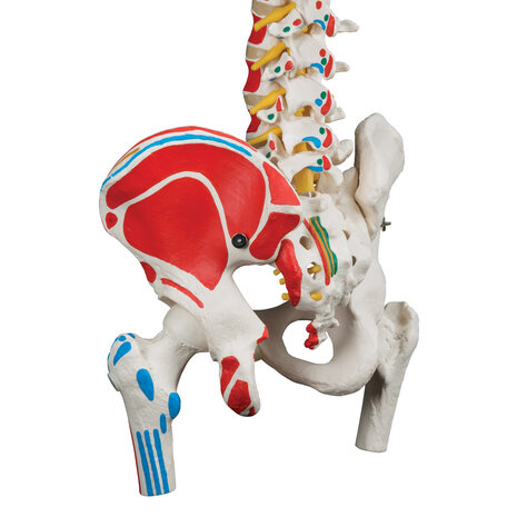 Anatomie model wervelkolom met spieren, 83 cm