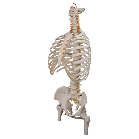 Anatomie model wervelkolom met ribbenkast, 83 cm