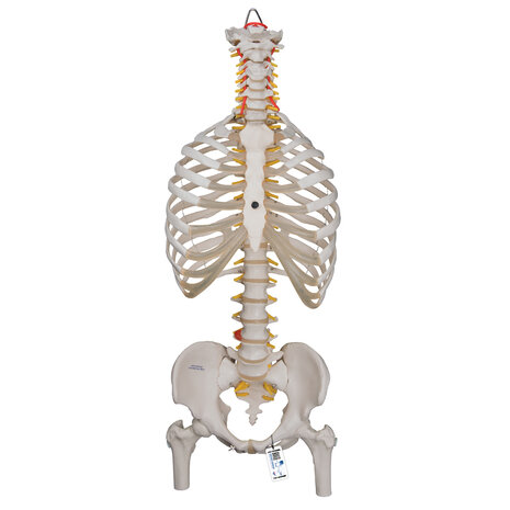 Anatomie model wervelkolom met ribbenkast, 83 cm