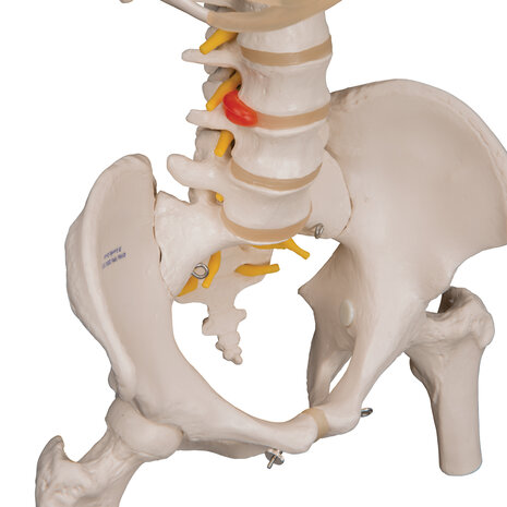 Anatomie model wervelkolom met ribbenkast, 83 cm