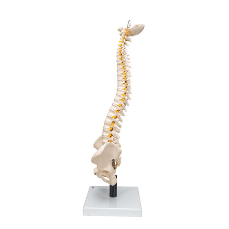 Anatomie model wervelkolom, zeer flexibel, 90 cm