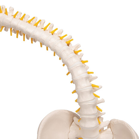 Anatomie model wervelkolom, zeer flexibel, 90 cm