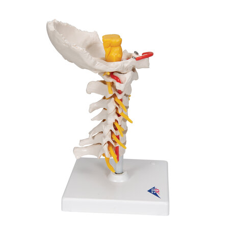 Anatomie model cervicale wervelkolom, 19 cm