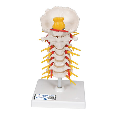 Anatomie model cervicale wervelkolom, 19 cm