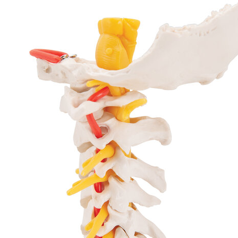 Anatomie model cervicale wervelkolom, 19 cm