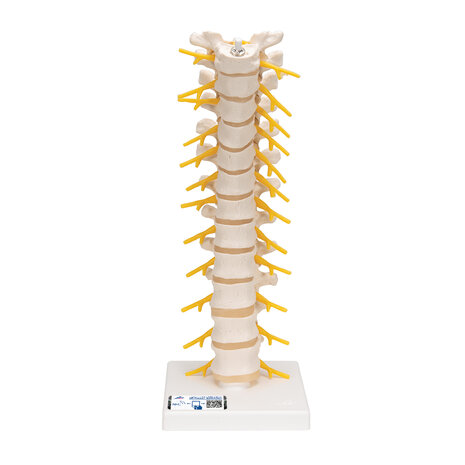 Anatomie model thoracale wervelkolom, 32 cm