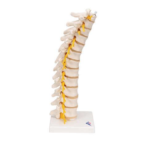 Anatomie model thoracale wervelkolom, 32 cm