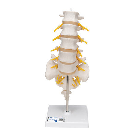 Anatomie model lumbale wervelkolom, 34 cm