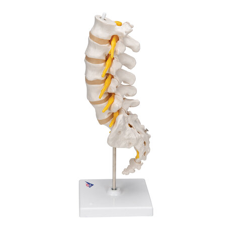 Anatomie model lumbale wervelkolom, 34 cm